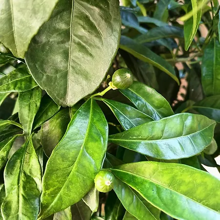 El Naranjo 度假居 彼德拉拉韦斯
