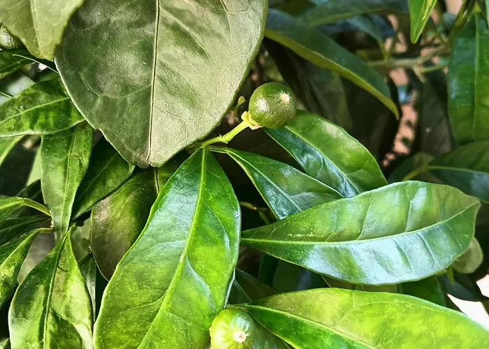 El Naranjo Σπίτι διακοπών Piedralaves